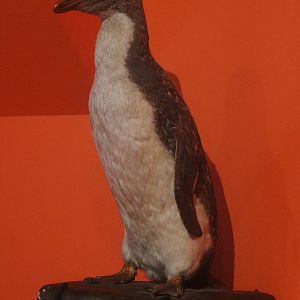 Taxidermy Moseley’s Rockhopper Penguin, Aratoi Museum of Art & History
