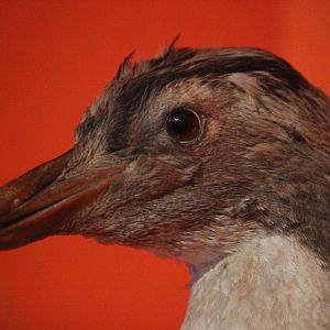Taxidermy Moseley’s Rockhopper Penguin, Aratoi Museum of Art & History