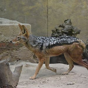 black-backed jackal (Lupulella mesomelas)