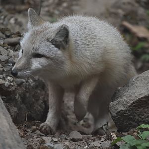 Corsac fox (Vulpes corsac)