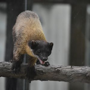 yellow-throated marten (Martes flavigula)