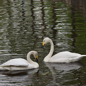 Whooper swan (Cygnus cygnus)