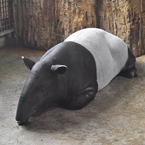 Malayan tapir (Tapirus indicus)
