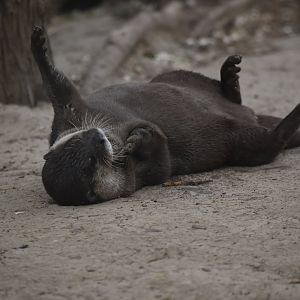 Asian small-clawed otter (Aonyx cinereus)