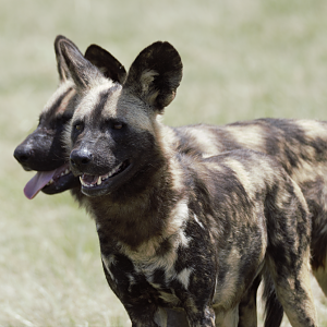 African Painted Dog (Lycaon pictus)