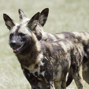 African Painted Dog (Lycaon pictus)