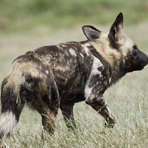African Painted Dog (Lycaon pictus)