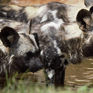 African Painted Dog (Lycaon pictus)