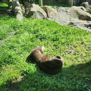 Virginia Zoo - Oriental Small-clawed Otters