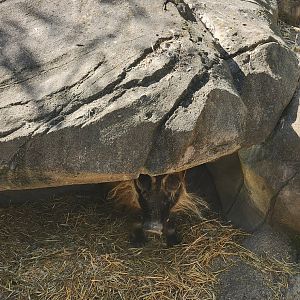 Virginia Zoo - Hiding hog