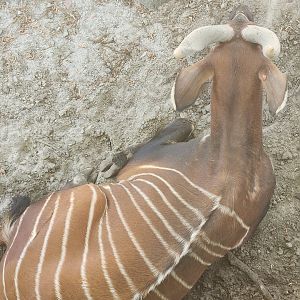 Virginia Zoo - Bongo top view