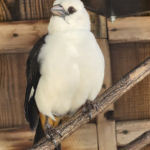 Virginia Zoo - White-headed Buffalo Weaver