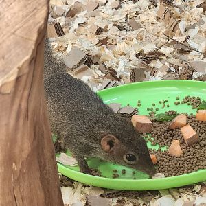 Virginia Zoo - Northern Treeshrew