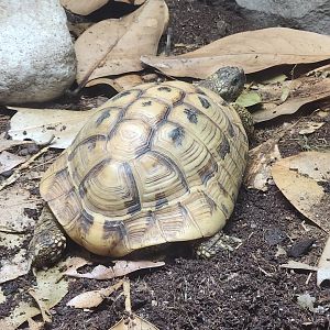 Virginia Zoo - Hermann's Tortoise (World Of Reptiles)