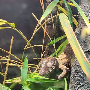 Virginia Zoo - Henkel's Leaftail Gecko (World Of Reptiles)