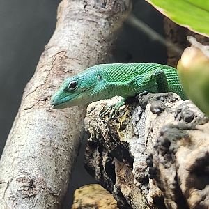 Virginia Zoo - Green Keel-bellied Lizard (World Of Reptiles)