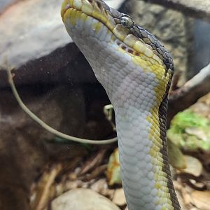Virginia Zoo - Timor Python (World Of Reptiles)