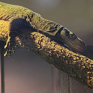 Virginia Zoo - Crocodile Monitor (World Of Reptiles)
