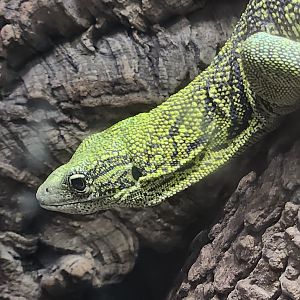 Virginia Zoo - Yellow Tree Monitor (World Of Reptiles)