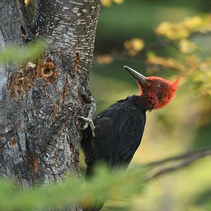 Magellanic woodpecker (Campephilus magellanicus)