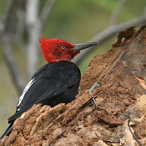 Magellanic woodpecker (Campephilus magellanicus)