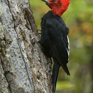 Magellanic woodpecker (Campephilus magellanicus)