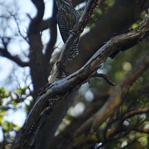 Striped Woodpecker - Dryobates lignarius