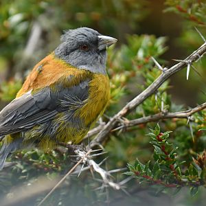 Patagonian Sierra Finch Phrygilus patagonicus