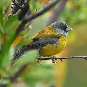 Patagonian Sierra Finch  Phrygilus patagonicus