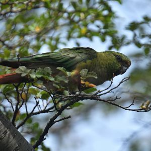 Austral Parakeet (Enicognathus ferrugineus)