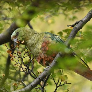 Austral Parakeet (Enicognathus ferrugineus)