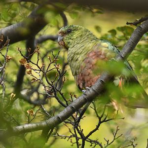Austral Parakeet (Enicognathus ferrugineus)