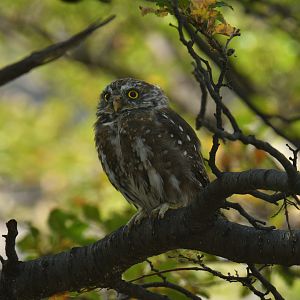 Austral pygmy owl (Glaucidium nana)