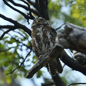 Austral pygmy owl (Glaucidium nana)