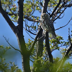 Austral pygmy owl (Glaucidium nana)