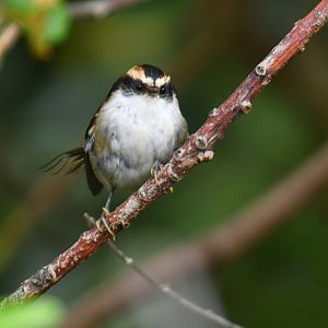 Thorn-tailed rayadito (Aphrastura spinicauda)