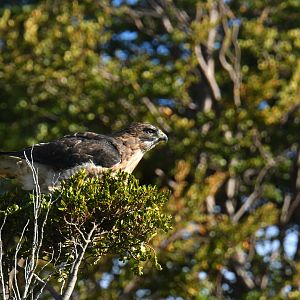 Rufous-tailed Hawk (Buteo ventralis)