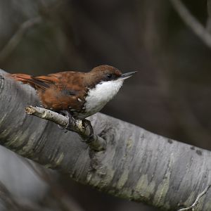 White-throated Treerunner (Pygarrhichas albogularis)