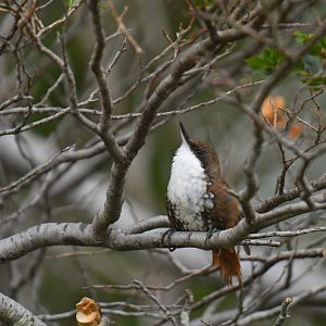 White-throated Treerunner (Pygarrhichas albogularis)