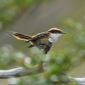 Thorn-tailed rayadito (Aphrastura spinicauda)