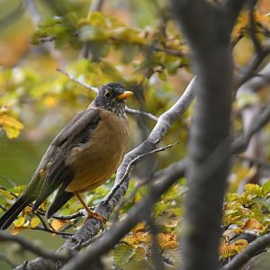 Austral thrush (Turdus falcklandii)