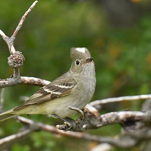 White-crested Elaenia (Elaenia albiceps)