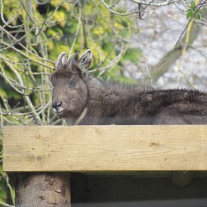 Central Chinese Goral