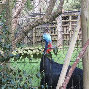 Southern Cassowary
