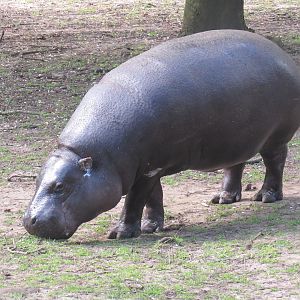 Pygmy Hippopotamus
