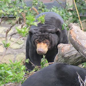 Malayan Sun Bear