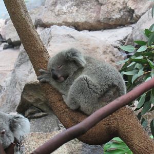 Queensland Koala