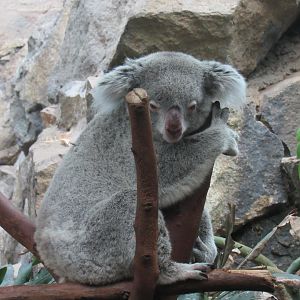 Queensland Koala