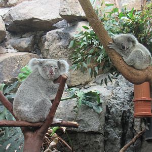Queensland Koala