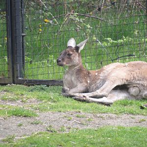 Western Grey Kangaroo